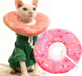 cat food for kittens