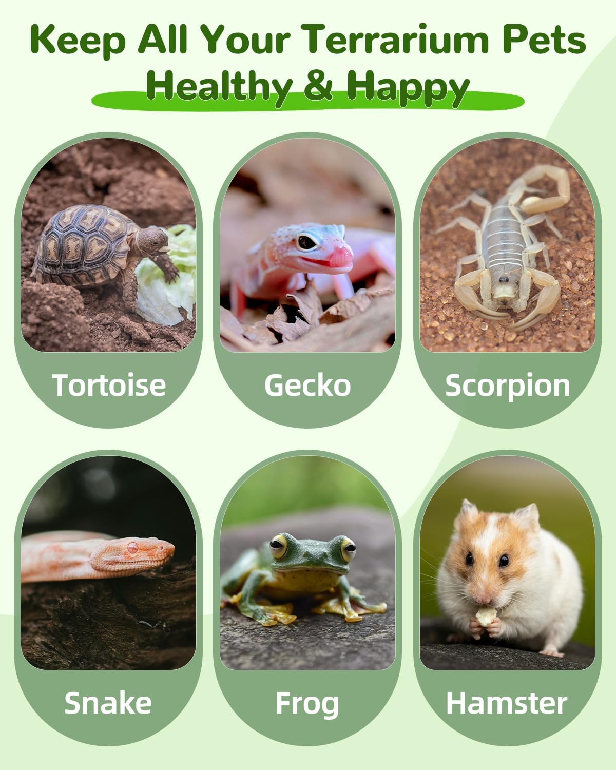 Pawfly 2 Pcs Reptile Water Bowl, Tortoise Water Dish, Food & Water Feeder, Cute Mango Feeding Dish, Tortoise Habitat Accessories for Turtle, Gecko, Bearded Dragon & Lizard, 2 Sizes - Happypetzone.online - Image 7