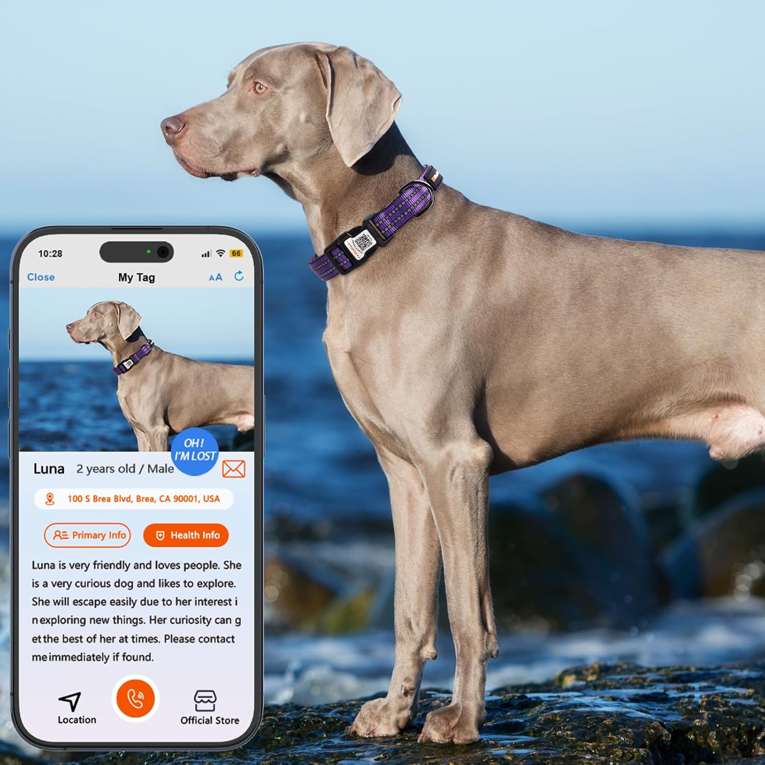 Reflective Dog Collar with QR Code Tag, Personalized Dog Collar, Safety Night Visibility, Anti-Loss Function (Purple, Medium) - Happypetzone.online - Image 5