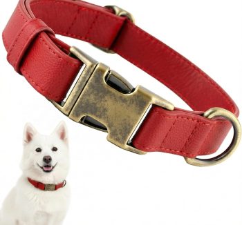 dog collar leather