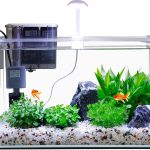 fish tank for beginners