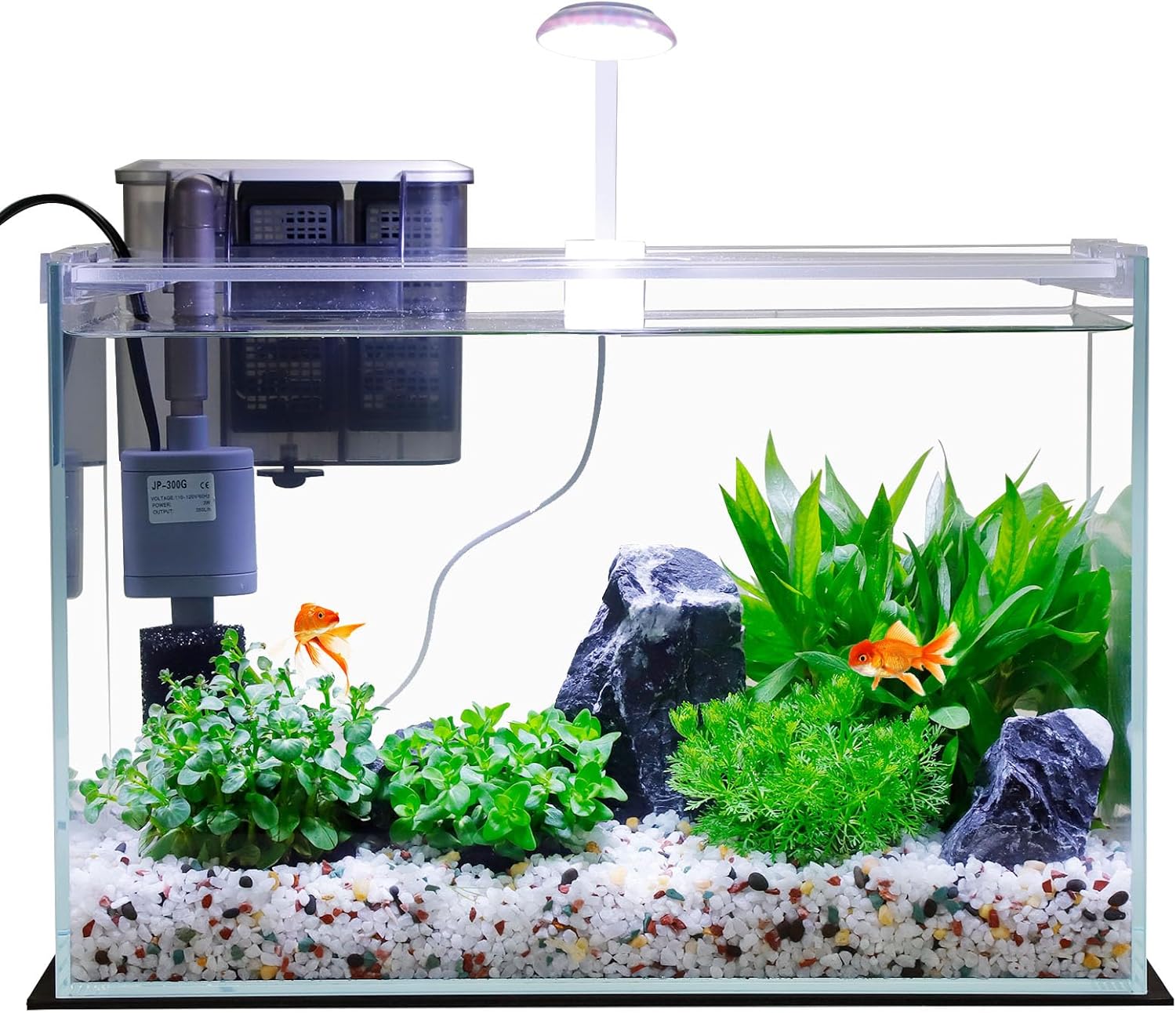 fish tank for beginners