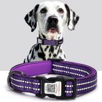 dog collar with name tag