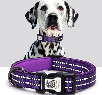 dog collar with name tag