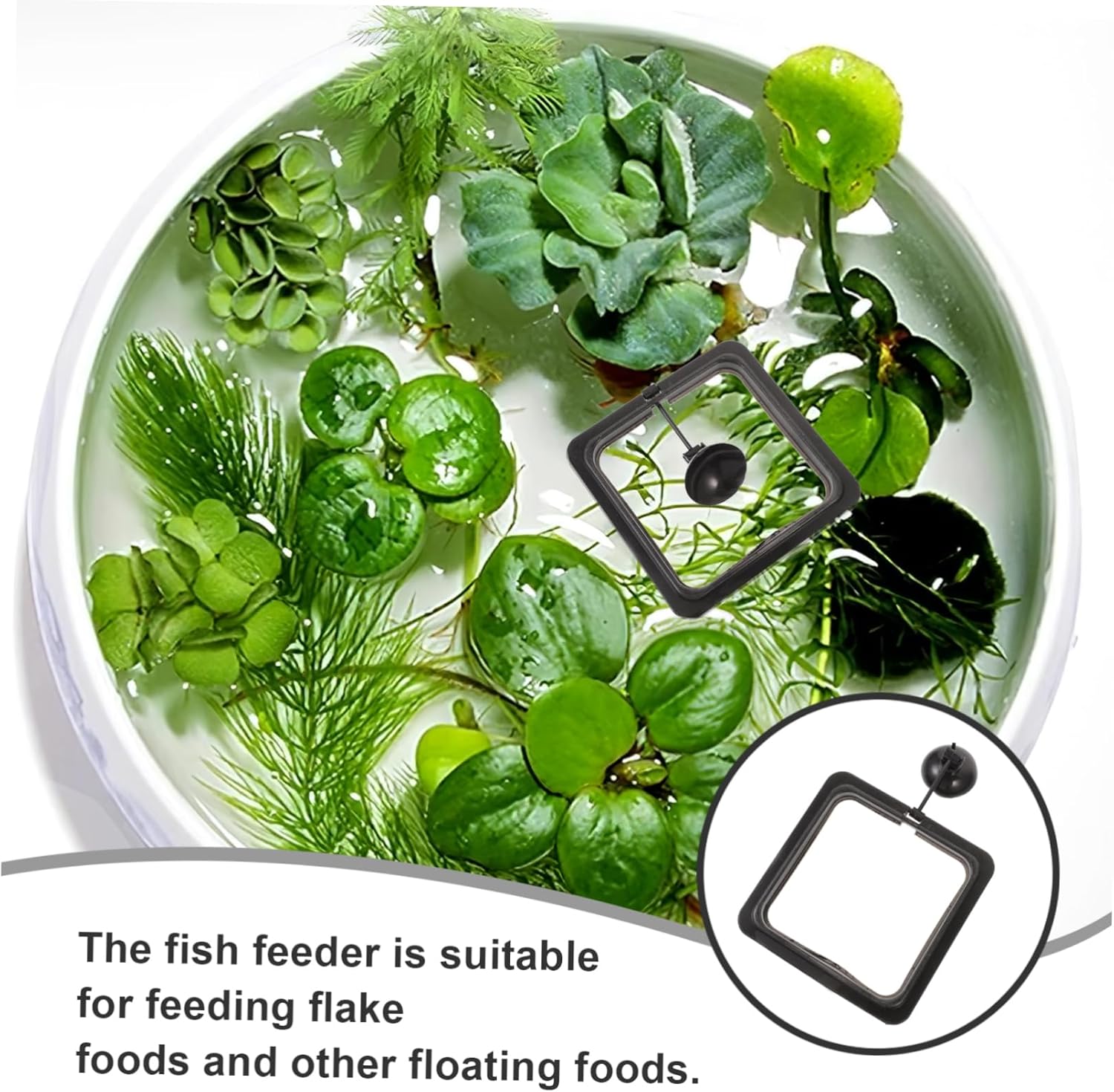 Square Floating Food Circle for Fish Feeding Aquarium Fish Feeder with Suction Cup for Flake and Floating Foods Durable Black Design for Betta Guppy Goldfish - Happypetzone.online - Image 8