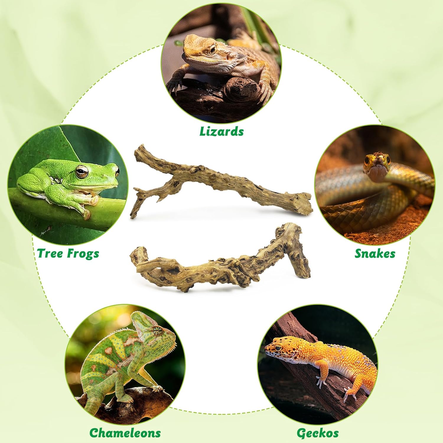 Reptile Branch Decor 2 Pcs Snake Climbing Wood Branches Lizard Habitat Decorations Terrarium Natural Forest Tree Trunk Ornament for Bearded Dragon Geckos Chameleon Frog - Happypetzone.online - Image 7