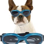 dog sunglasses