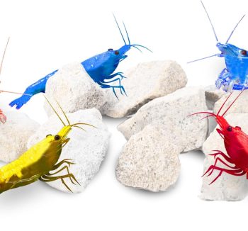 fish food for color enhancement