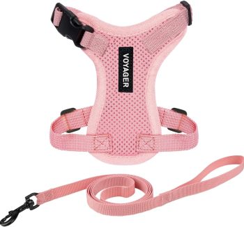 cat harness for small cats