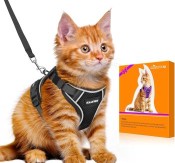 cat leash for walking