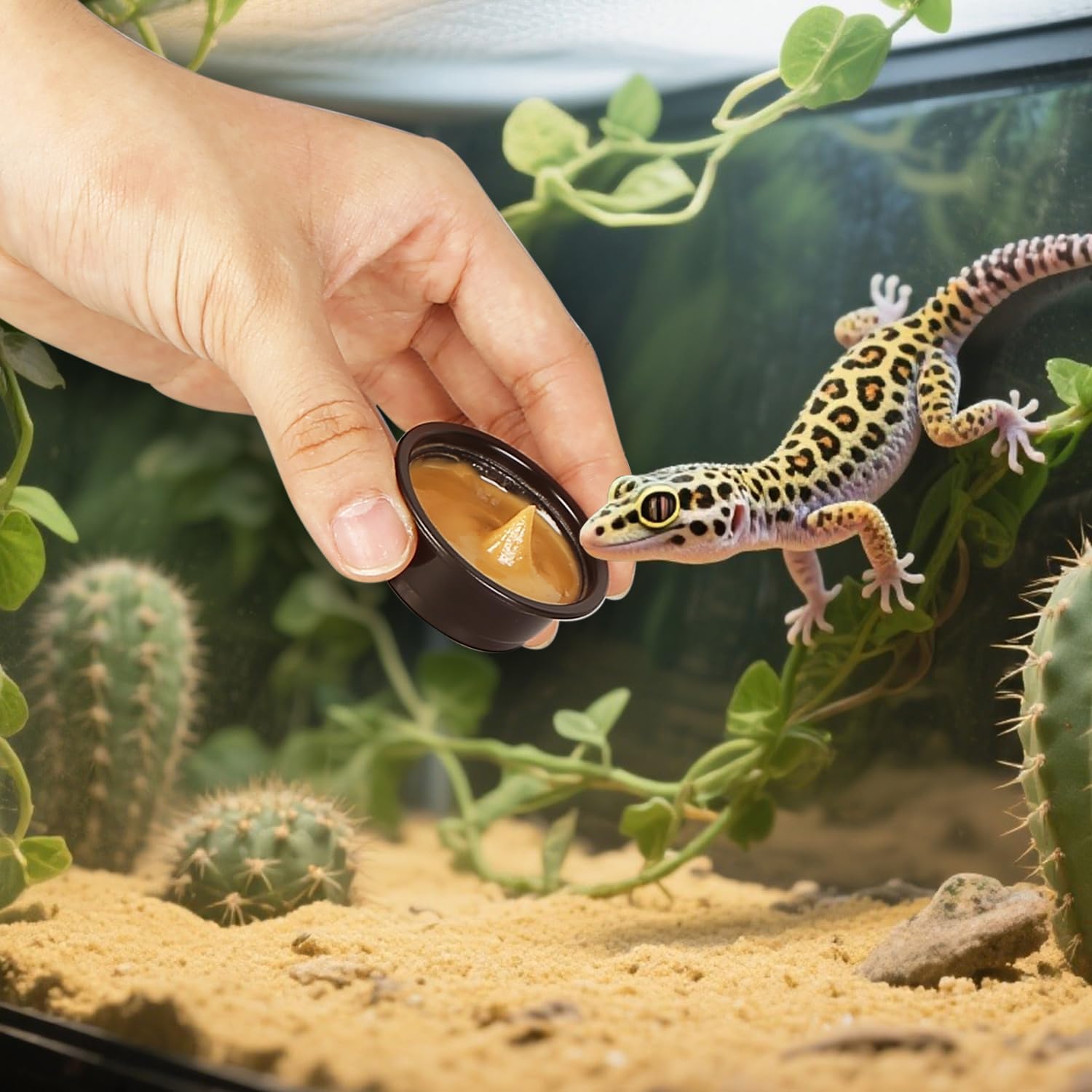 Plastic Gecko Feeding Cups, 0.5 oz Small Terrarium Bowls Reptiles Food Water Feeder Ledge Cups for Lizars,Bearded Dragon,Snake,Frogs (100Pack Black) - Happypetzone.online - Image 2
