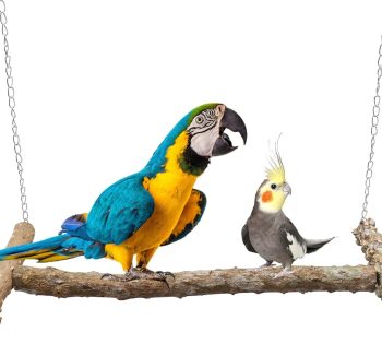 bird swing durable