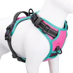best dog harness for training