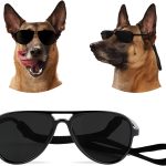 dog sunglasses