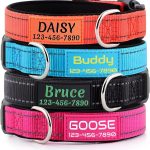 dog collar with name tag
