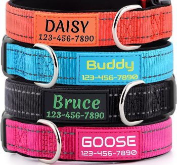 dog collar with name tag