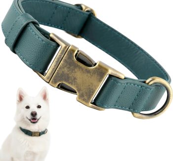 dog collar leather