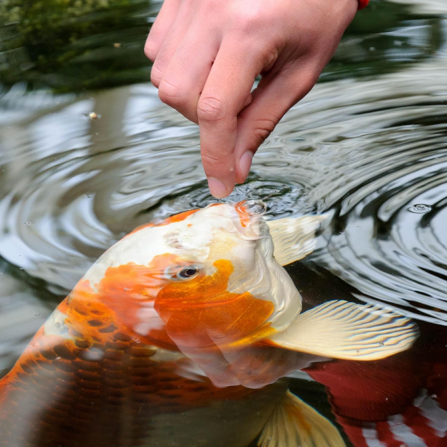 TetraPond Pond Sticks, Pond Fish Food, for Goldfish and Koi, 1.72 Pounds - Happypetzone.online - Image 4