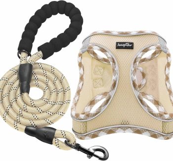dog leash set