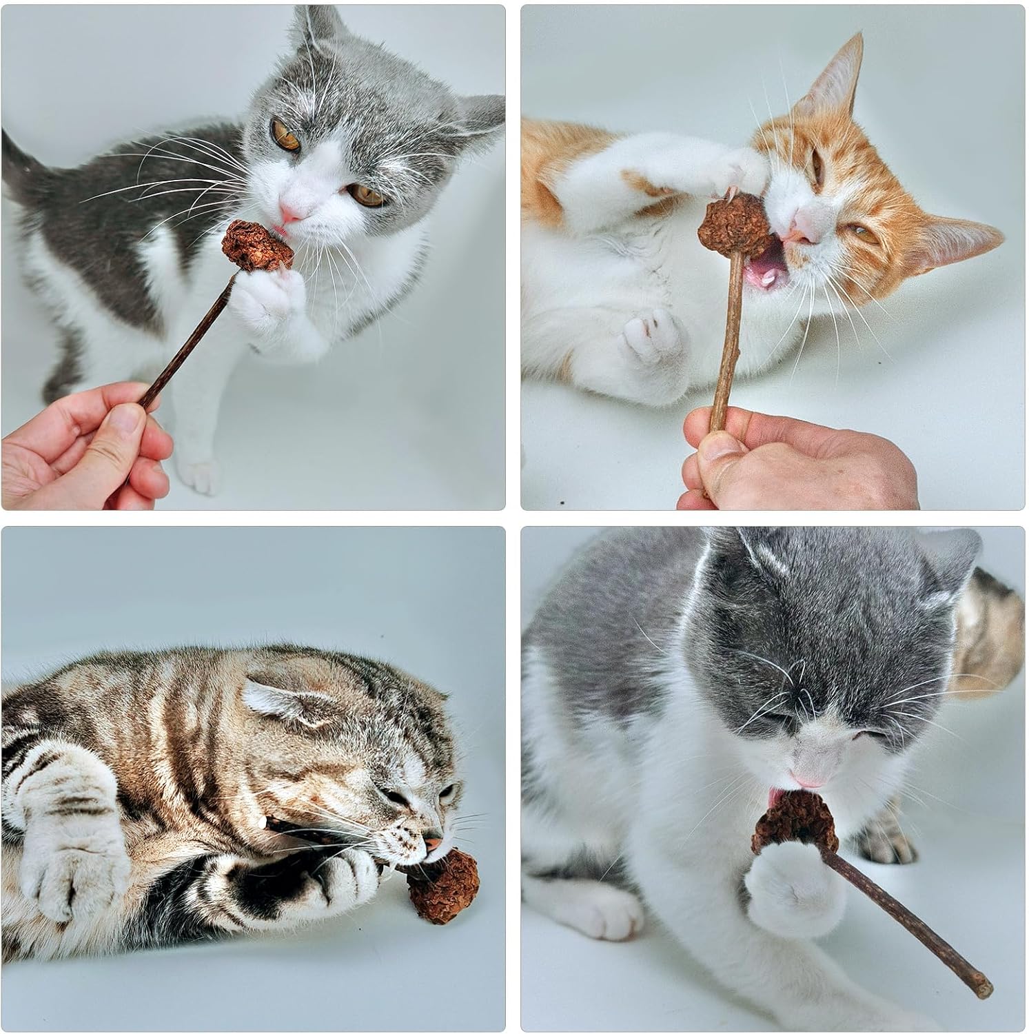 4 PCS Silvervine Stick Cat Toy with Gall Fruit – Natural Lollipop-Shaped Matatabi Chew Toy for Cats – Catnip Alternative for Teeth Cleaning, Anxiety Relief & Interactive Play – 4.8" Cat Dental Toy - Happypetzone.online - Image 8