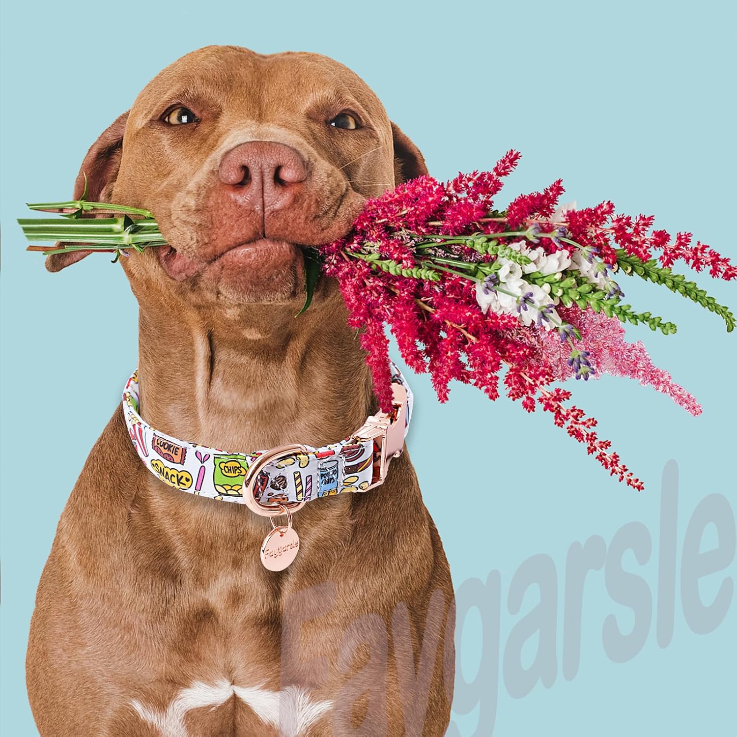 Faygarsle Snack Pattern Dog Collar for Small Medium Large Dogs Cute Puppy Collars for Female Dogs for Summer Spring Wedding Necklace Girl Dog Collar S - Happypetzone.online - Image 6