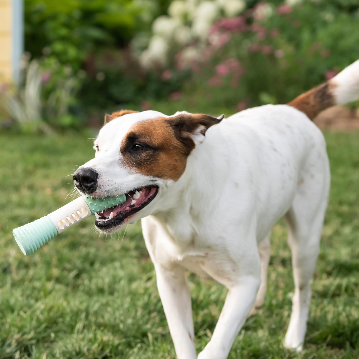 Chew King by Mammoth Dental Dog Toy Collection, Stick Clinically Proven to Remove Plaque - Happypetzone.online - Image 6