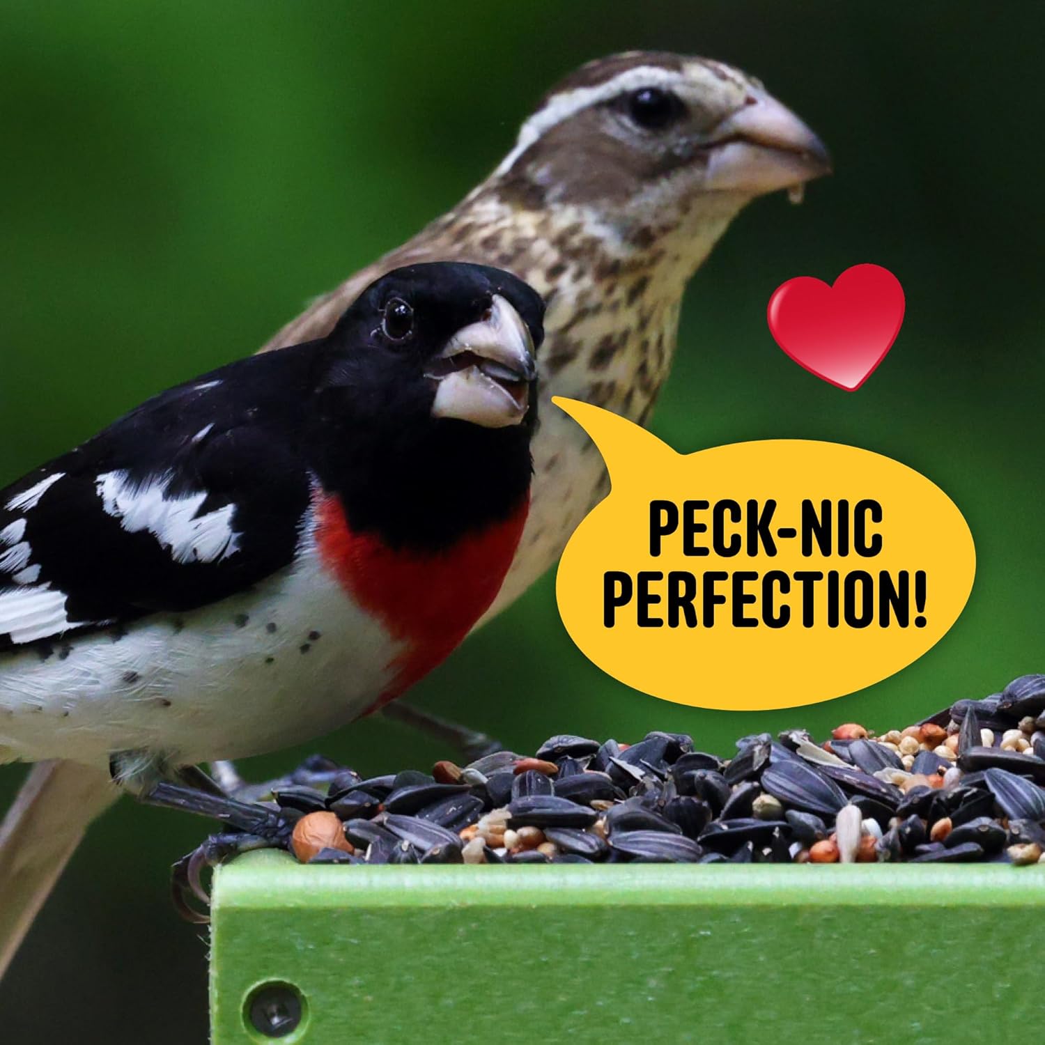 Cool Birds All Birds Wild Bird Seed – 10 lb. Classic Blend with Black Oil Sunflower, White Millet, Safflower, Peanuts & Sunflower Hearts – Balanced Bird Food for Outside Feeders - Happypetzone.online - Image 5