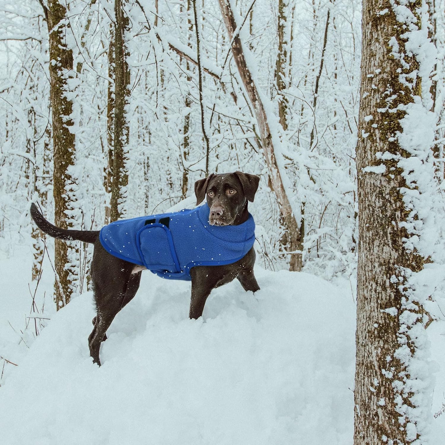 Queenmore Small Dog Sweater, Soft Fleece Vest Pullover Dog Jacket with Leash Hole, Warm Winter Dog Coats Cold Weather Doggy Dachshund Sweaters for Small Dogs Cats Boy or Girl (Blue, XS) - Happypetzone.online - Image 8