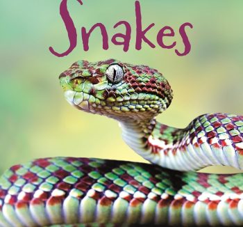 reptile food for beginners