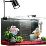 fish tank for beginners