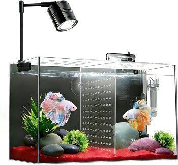 fish tank for beginners