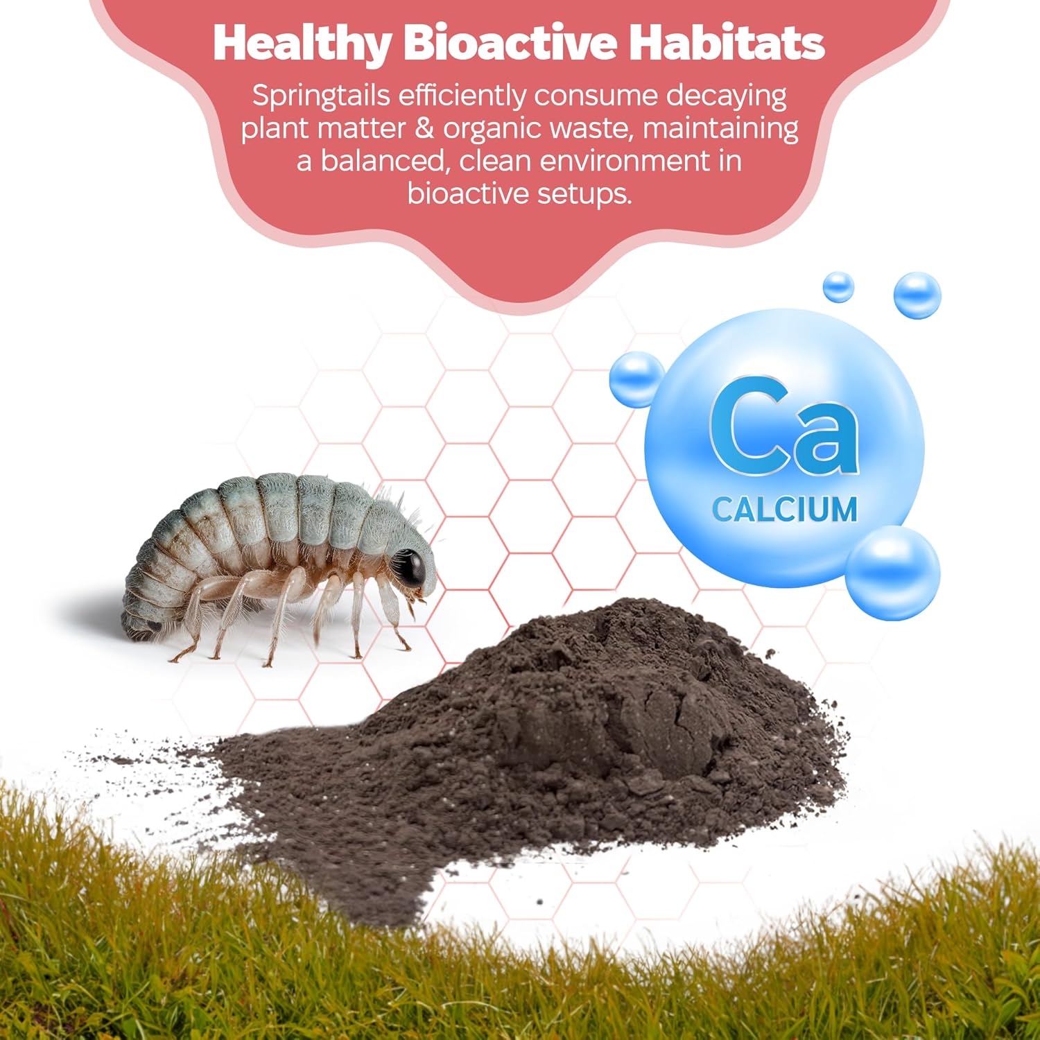 Snout and Shell Springtail Calcium Bearing Clay - 2 lb | Ideal for Culturing Springtails, Reptile and Amphibian Terrariums, and Natural Habitat Cleanup Crew - Happypetzone.online - Image 4