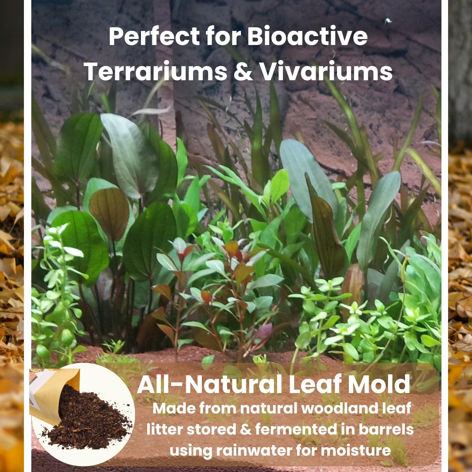 SCOTTY'S BUGS All Natural Leaf Mold for Bioactive Terrariums & Vivariums – Perfect for Isopods, Springtails, Amphibians & Reptiles – 12oz. Pack - Happypetzone.online - Image 3