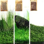 aquarium natural plants