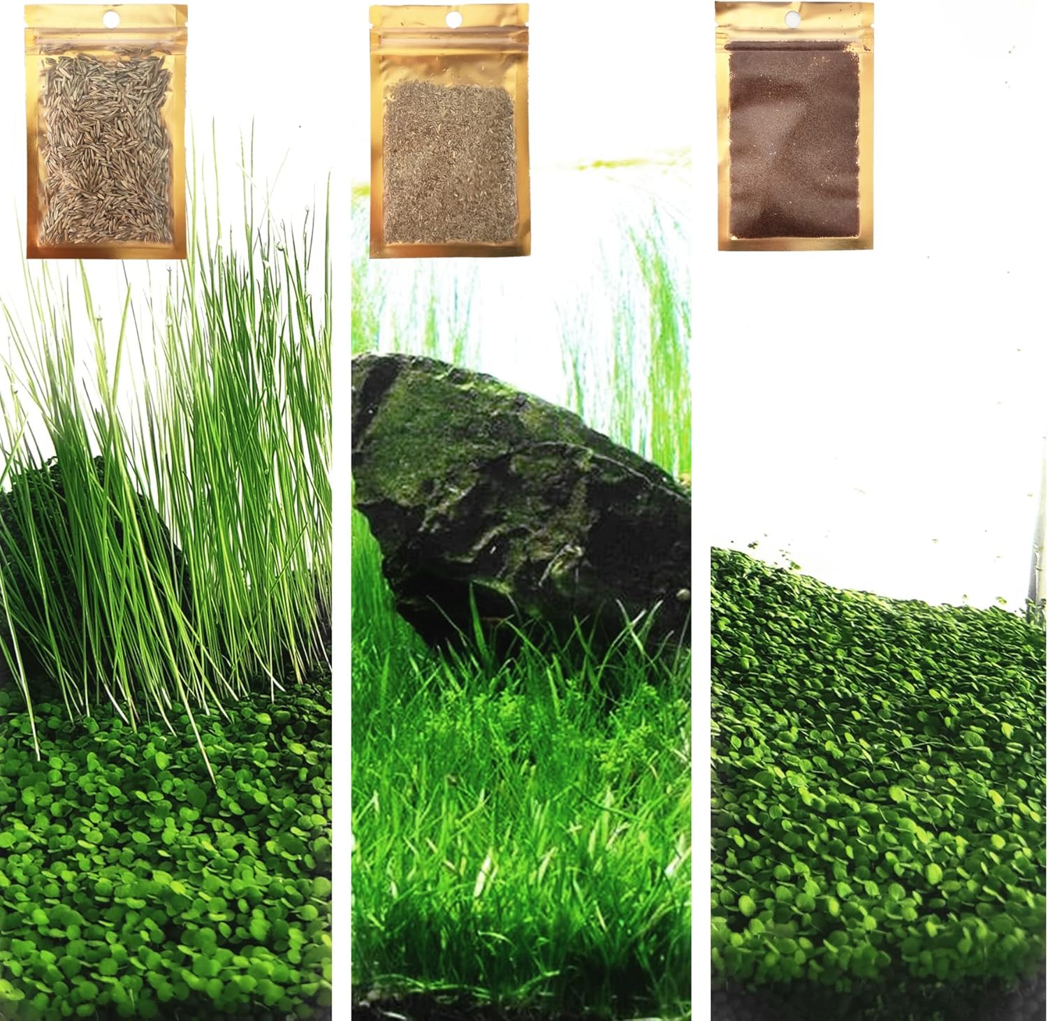 aquarium natural plants