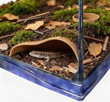 reptile habitat enrichment