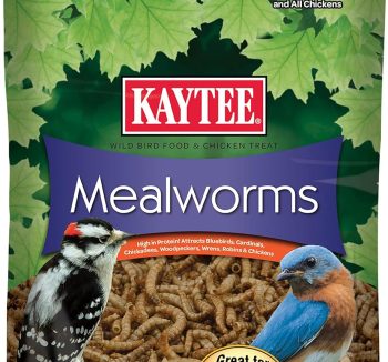 best bird food
