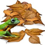 reptile food amazon best