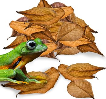 reptile food amazon best