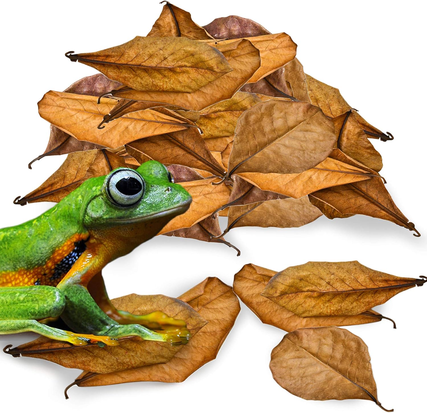 reptile food amazon best