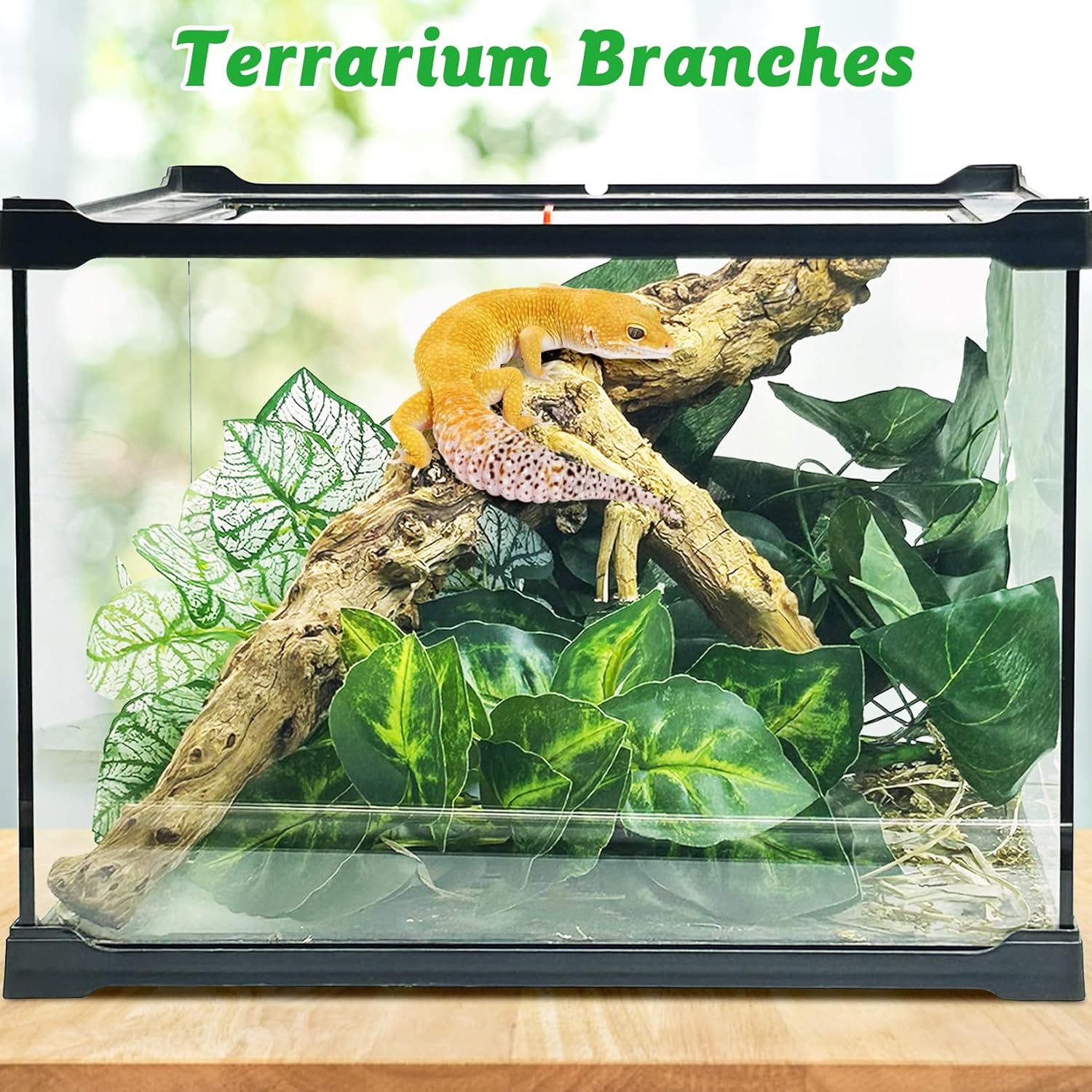 Reptile Branch Decor 2 Pcs Snake Climbing Wood Branches Lizard Habitat Decorations Terrarium Natural Forest Tree Trunk Ornament for Bearded Dragon Geckos Chameleon Frog - Happypetzone.online - Image 6