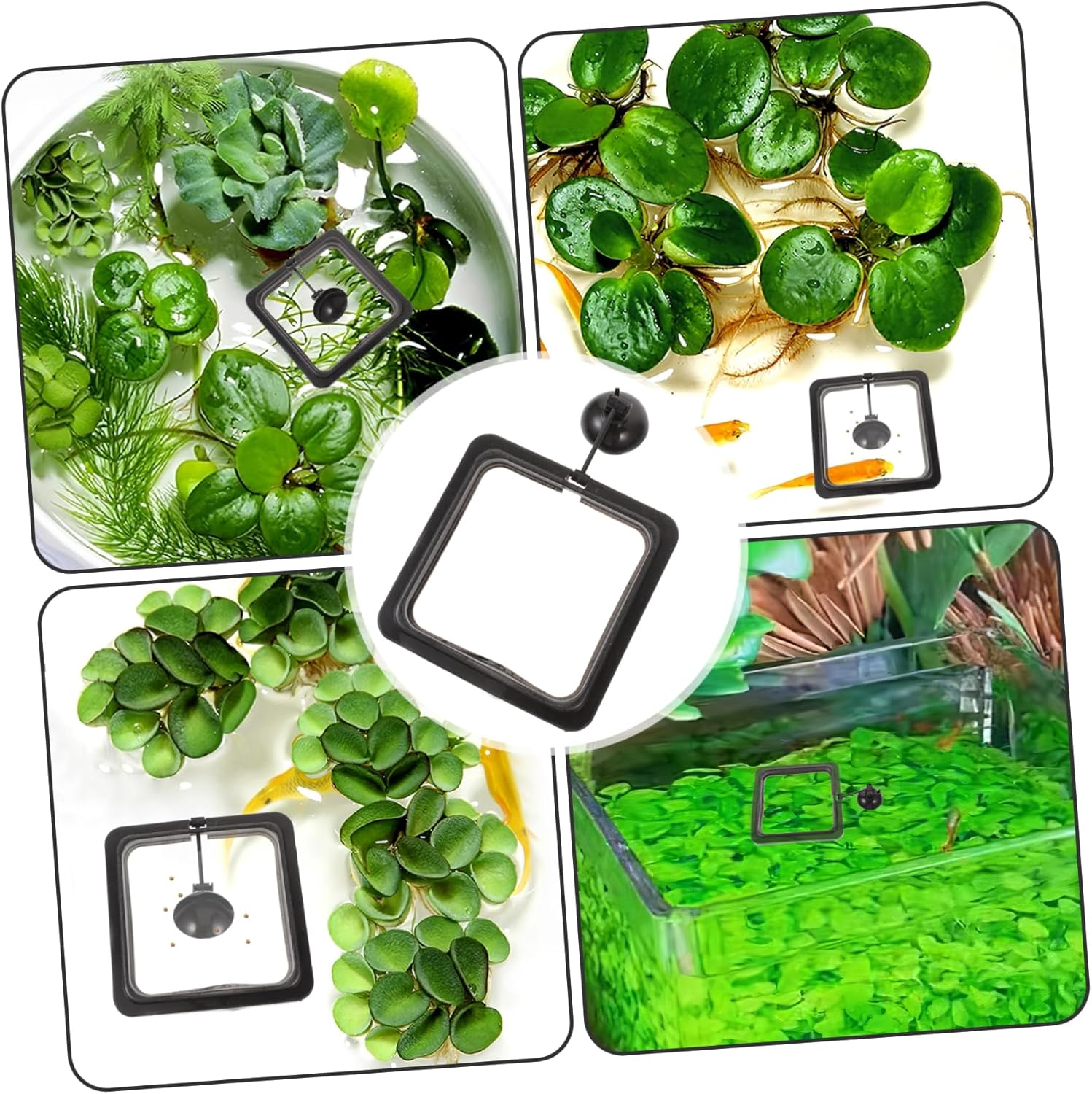 Square Floating Food Circle for Fish Feeding Aquarium Fish Feeder with Suction Cup for Flake and Floating Foods Durable Black Design for Betta Guppy Goldfish - Happypetzone.online - Image 6