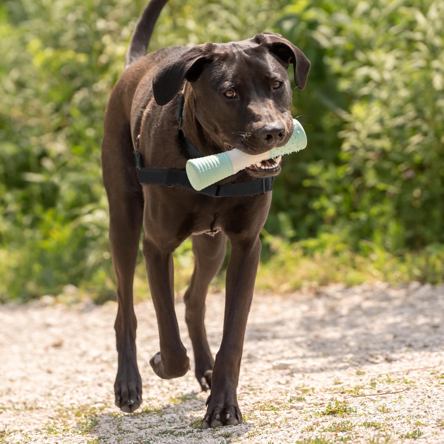 Chew King by Mammoth Dental Dog Toy Collection, Stick Clinically Proven to Remove Plaque - Happypetzone.online - Image 5