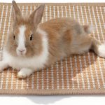 rabbit health care products