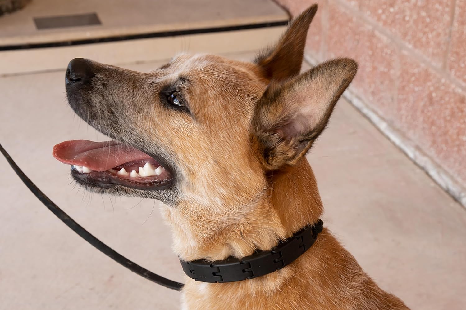 Starmark Pro-Training Dog Collar Large - Happypetzone.online - Image 6