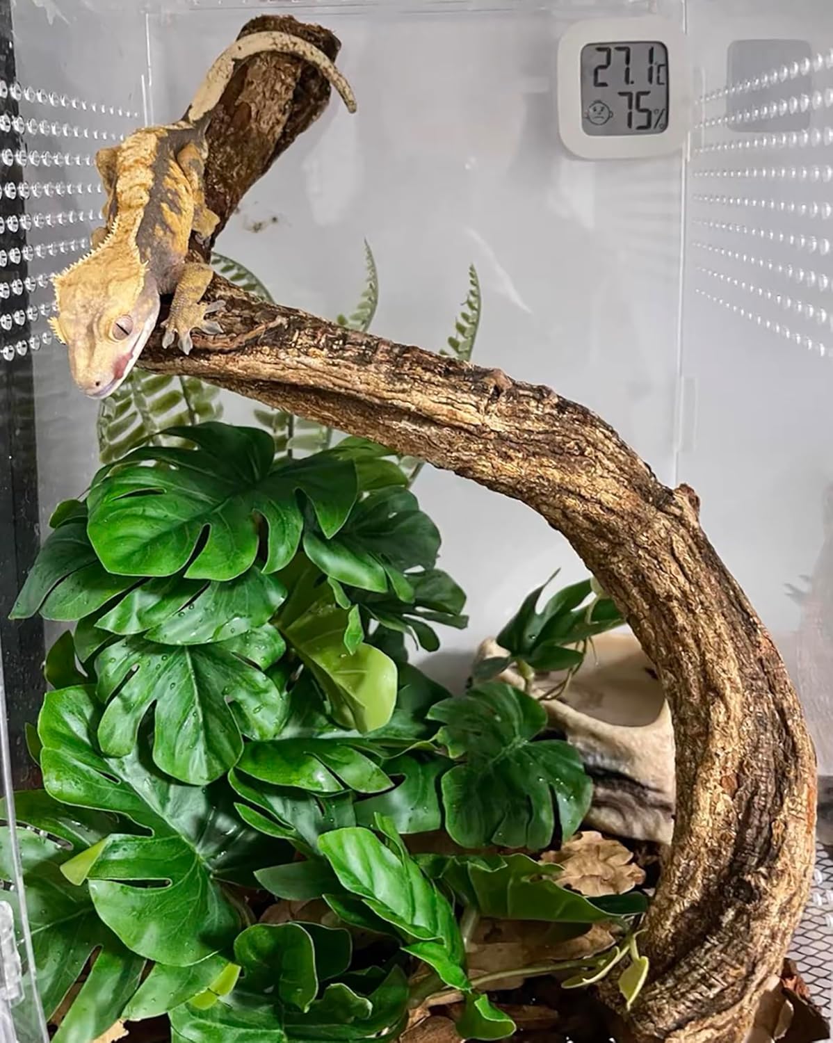 Woyrise Reptile Artificial Plants for Terrarium, Amphibian Habitat Decor Plant, Bearded Dragon Tank Decorations fit Gecko Lizard Chameleon Ball Python Snake Frog - Monstera Bush - Happypetzone.online - Image 2