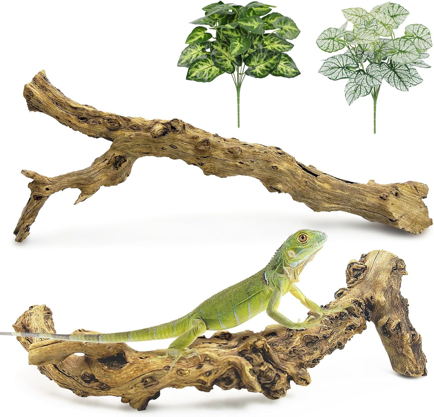 reptile climbing branch
