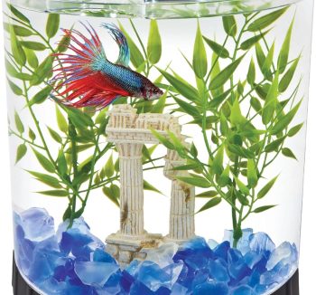 fish tank for beginners