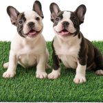 dog house training products