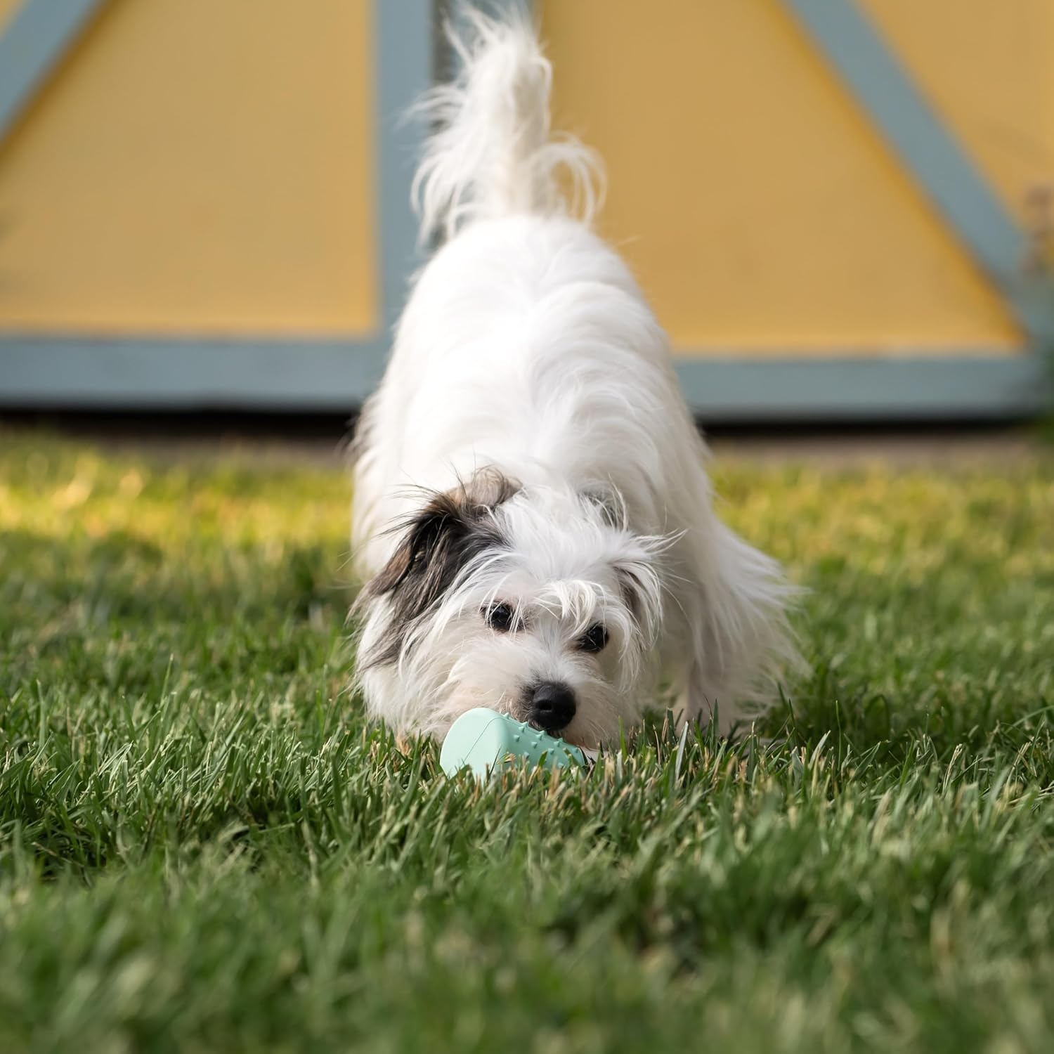 Chew King by Mammoth Dental Dog Toy Collection, Stick Clinically Proven to Remove Plaque - Happypetzone.online - Image 7